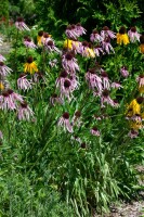 Echinacea pallida 9 cm Topf - Größe nach Saison