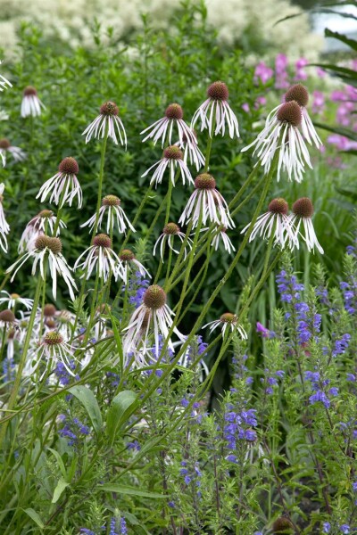 Echinacea pallida Hula Dancer 9 cm Topf - Größe nach Saison