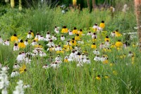 Echinacea paradoxa 9 cm Topf - Größe nach Saison