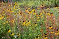 Echinacea paradoxa 9 cm Topf - Größe nach Saison