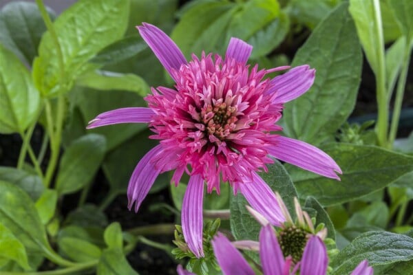 Echinacea purpurea Pink Double Delight  -R- 11 cm Topf - Größe nach Saison