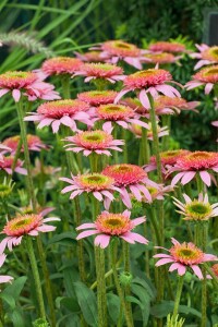 Echinacea purpurea Pink Double Delight  -R- 11 cm Topf - Größe nach Saison