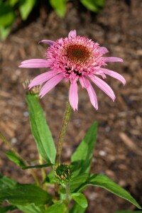 Echinacea purpurea Pink Double Delight  -R- 11 cm Topf - Größe nach Saison