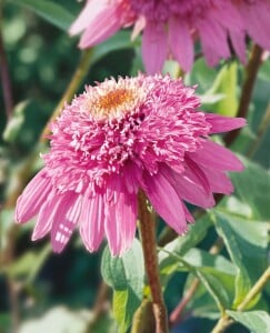 Echinacea purpurea Pink Double Delight  -R- 11 cm Topf - Größe nach Saison