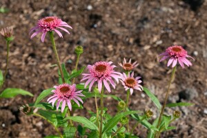 Echinacea purpurea Pink Double Delight  -R- 11 cm Topf - Größe nach Saison