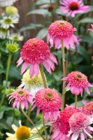 Echinacea purpurea Pink Double Delight  -R- 11 cm Topf - Größe nach Saison