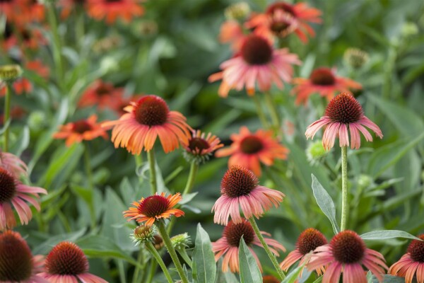 Echinacea purpurea 9 cm Topf - Größe nach Saison