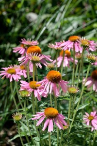 Echinacea purpurea 9 cm Topf - Größe nach Saison