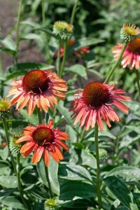 Echinacea purpurea 9 cm Topf - Größe nach Saison