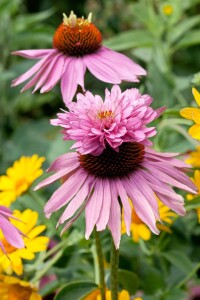 Echinacea purpurea 9 cm Topf - Größe nach Saison