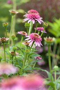 Echinacea purpurea 9 cm Topf - Größe nach Saison