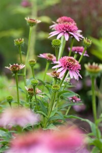 Echinacea purpurea 9 cm Topf - Größe nach Saison