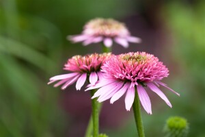 Echinacea purpurea 9 cm Topf - Größe nach Saison