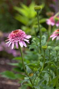 Echinacea purpurea 9 cm Topf - Größe nach Saison