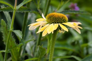 Echinacea purpurea 9 cm Topf - Größe nach Saison