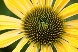 Echinacea purpurea 9 cm Topf - Größe nach Saison