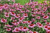 Echinacea purpurea 9 cm Topf - Größe nach Saison