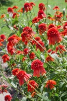 Echinacea purpurea 9 cm Topf - Größe nach Saison