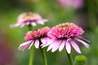 Echinacea purpurea 9 cm Topf - Größe nach Saison