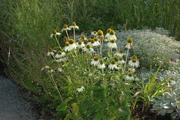 Echinacea purpurea Alba 9 cm Topf - Größe nach Saison