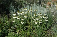 Echinacea purpurea Alba 9 cm Topf - Größe nach Saison