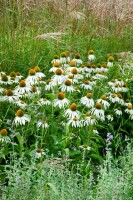 Echinacea purpurea Alba 9 cm Topf - Größe nach Saison