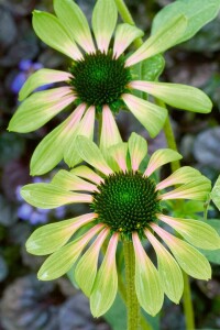 Echinacea purpurea Green Envy  -R- 11 cm Topf - Größe nach Saison