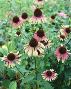 Echinacea purpurea Green Envy  -R- 11 cm Topf - Größe nach Saison