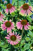 Echinacea purpurea Green Envy  -R- 11 cm Topf - Größe nach Saison