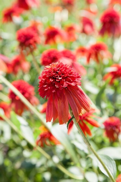 Echinacea purpurea Hot Papaya  -R- 11 cm Topf - Größe nach Saison