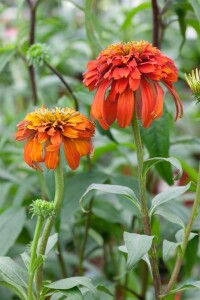 Echinacea purpurea Hot Papaya  -R- 11 cm Topf - Größe nach Saison