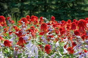 Echinacea purpurea Hot Papaya  -R- 11 cm Topf - Größe nach Saison