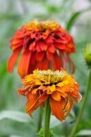 Echinacea purpurea Hot Papaya  -R- 11 cm Topf - Größe nach Saison