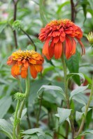 Echinacea purpurea Hot Papaya  -R- 11 cm Topf - Größe nach Saison