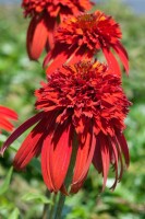 Echinacea purpurea Hot Papaya  -R- 11 cm Topf - Größe nach Saison