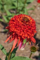 Echinacea purpurea Hot Papaya  -R- 11 cm Topf - Größe nach Saison