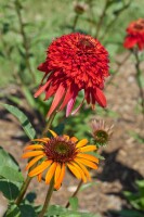 Echinacea purpurea Hot Papaya  -R- 11 cm Topf - Größe nach Saison