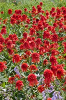 Echinacea purpurea Hot Papaya  -R- 11 cm Topf - Größe nach Saison