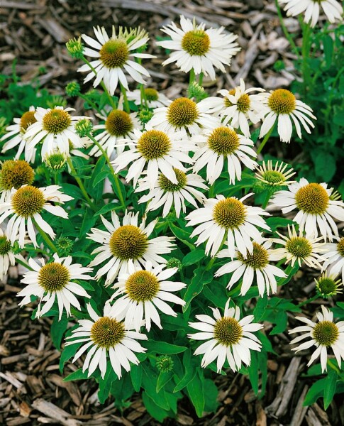 Echinacea purpurea Kims Mophead  -R- 11 cm Topf - Größe nach Saison