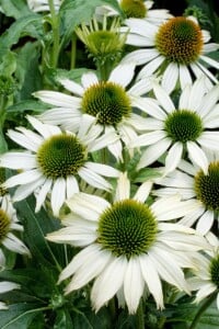 Echinacea purpurea Kims Mophead  -R- 11 cm Topf - Größe nach Saison