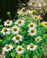 Echinacea purpurea Kims Mophead  -R- 11 cm Topf - Größe nach Saison