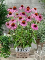 Echinacea purpurea Leuchtstern 9 cm Topf - Größe nach Saison