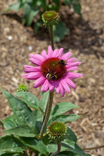 Echinacea purpurea Little Magnus  -R- 11 cm Topf - Größe nach Saison