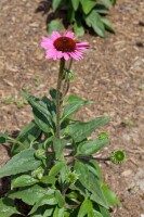 Echinacea purpurea Little Magnus  -R- 11 cm Topf - Größe nach Saison