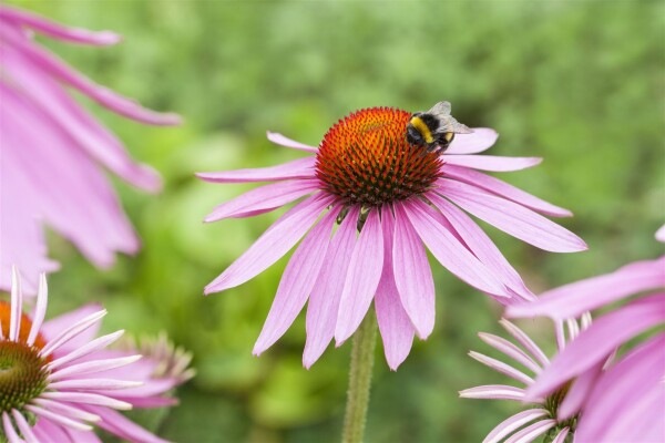 Echinacea purpurea Magnus 9 cm Topf - Größe nach Saison