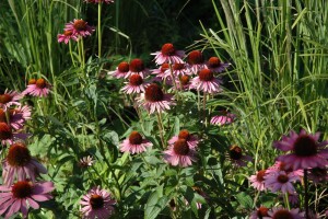 Echinacea purpurea Magnus 9 cm Topf - Größe nach Saison