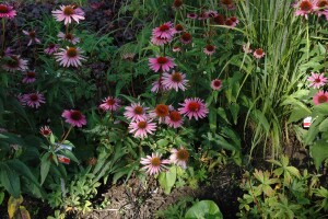 Echinacea purpurea Magnus 9 cm Topf - Größe nach Saison