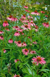 Echinacea purpurea Magnus 9 cm Topf - Größe nach Saison