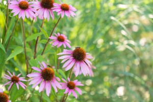 Echinacea purpurea Magnus 9 cm Topf - Größe nach Saison