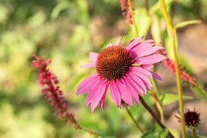 Echinacea purpurea Magnus 9 cm Topf - Größe nach Saison